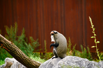 Brazzameerkatze in einem Tierpark  © Blende8