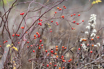 red poppies in the wind