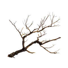 Obraz premium Bare tree branch with intricate network of thin twigs against black wood nature