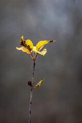 yellow butterfly on a flower