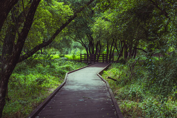 Fototapeta premium A mysterious park alley. A green path in a beautiful forest. A shady wooden walkway.