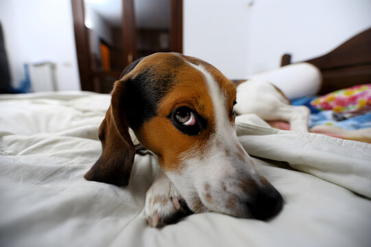 Close-up photo of a scared dog lying on a bed indoors, showing anxiety and fear caused by loud New Year&rsquo;s Eve fireworks.