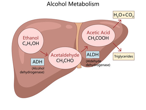 ethanol breakdown into acetaldehyde and acetic acid in the liver, involving ADH and ALDH enzymes diagram hand drawn schematic raster. Science educational illustration