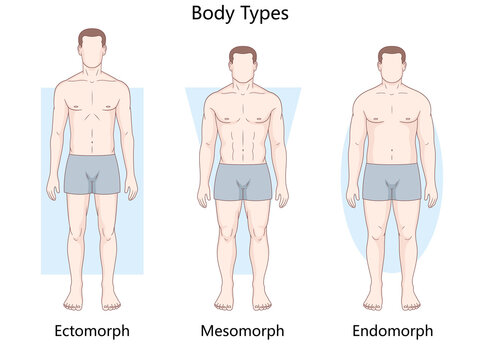 male body types ectomorph, mesomorph, and endomorph showing differences in physique and structure diagram hand drawn schematic raster. Science educational illustration
