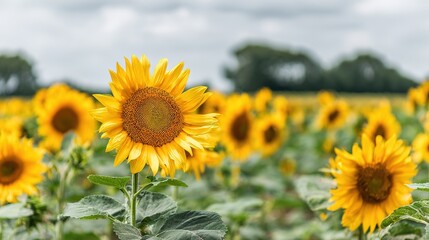 Fototapeta premium Single sunflower close-up blurred flower field background natural flower details 