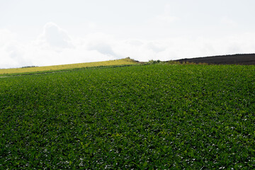 秋の美瑛の風景