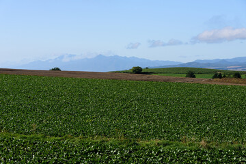 秋の美瑛の風景