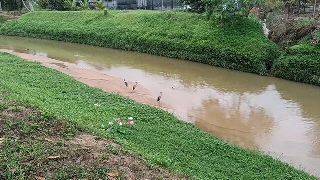 Asian Openbill Storks.Common name Asian Openbill,Scientific name Anastomus oscitans,
Malay name Burung Bangau Paruh Terbuka birds closeup in a river in malaysia 
