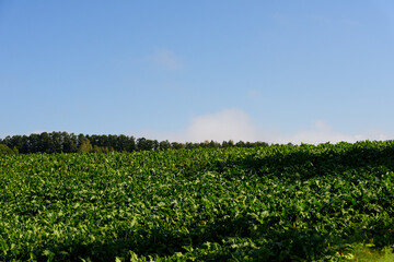 秋の美瑛の風景