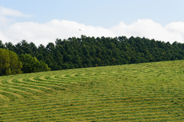 秋の美瑛の風景