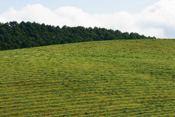 秋の美瑛の風景