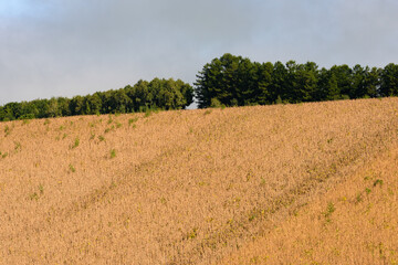 秋の美瑛の風景