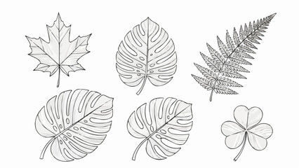 Collection of diverse leaf outlines including maple, monstera, fern, and shamrock shapes for design