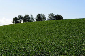 秋の美瑛の風景