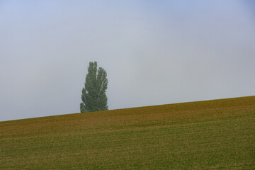 秋の美瑛の風景