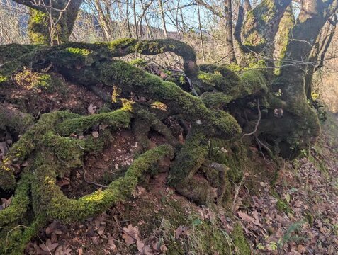 Radici degli alberi contorte e coperte di muschio
