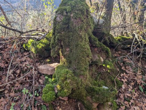 Radici degli alberi contorte e coperte di muschio