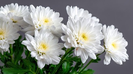 Obraz premium White chrysanthemums in a close-up view with green centers showing a bouquet with a blurred background perfect for text placement