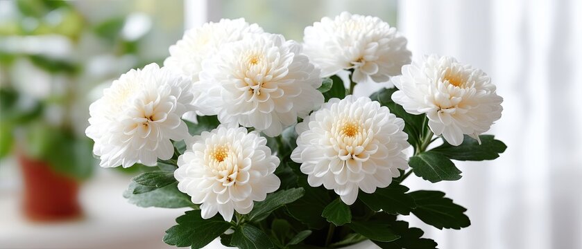 White chrysanthemums with green accents in a close-up view showing details and colors. Soft light captures the essence of this floral arrangement in natural daylight - Powered by Adobe