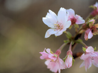Obraz premium 11月に美しく咲いたサクラ「十月桜（ジュウガツザクラ）」