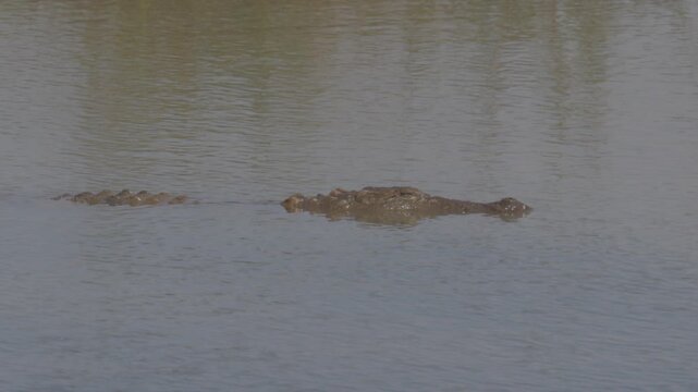 Swamp crocodile, or mager in Latin. Crocodylus palustris rising to the surface in calm water. Ideal wildlife footage for documentaries, nature projects. 120 fps ProRes 422 10 bit C-LOG video.
