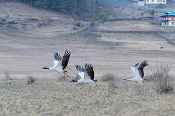 Flock of Black-necked Cranes Flying Over Phobjikha Valley
