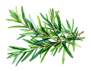 Fototapeta premium ローズマリーの枝 水彩イラスト