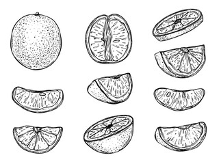 Juicy orange vector isolated illustration painted by black inks. Monochrome whole citrus and halved fruit etching drawing for cold summer drink, bar menus, fresh drink packaging, summer design.