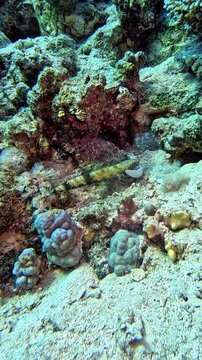 Slender Lizardfish (Saurida gracilis) hunts and catches a Reef Lizardfish (Synodus variegatus). Taken in Red Sea, Egypt.