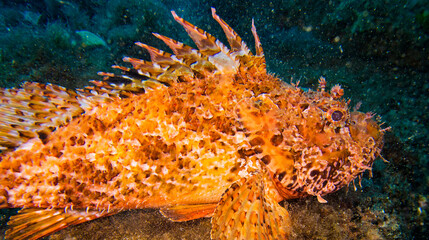 Stonefish, Scorpaena scrofa, Cabo Cope-Puntas del Calnegre Natural Park, Mediterranean Sea, Region de Murcia, Murcia, Spain, Europe