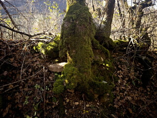 Radici degli alberi contorte e coperte di muschio