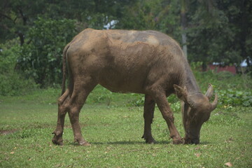 Fototapeta premium Scenic view capturing carabao and calves grazing peacefully in a lush green meadow, juxtaposed against a background of suburban or tropical residential houses and palm trees