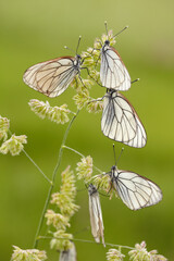 black-veined white butterflies on orchard grass. © Josef
