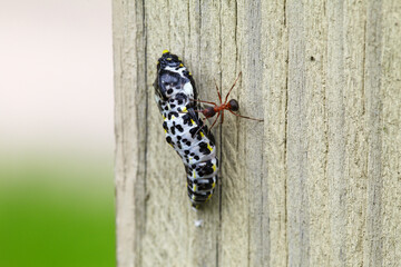 Red ant discovered a chrysalid of a butterfly (black-veined white).