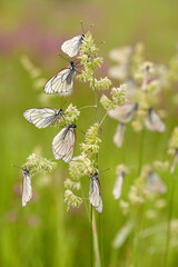 many butterflies black-veined white on orchard grass in early morning.