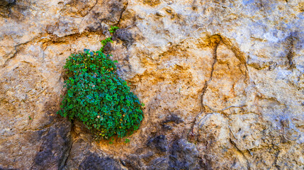 Rupicola Plant Growing in a Rock Crack