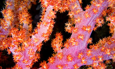 Multi-branched Coral Trees, Soft Coral, Reef Building Corals, Coral Reef, Bunaken National Marine Park, Bunaken, North Sulawesi, Indonesia, Asia