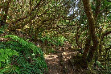 Laurisilva forest trail in Anaga