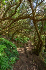 Laurisilva forest trail in Anaga