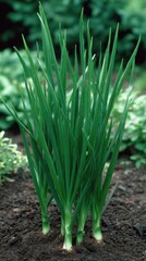 Obraz premium Onions grow in garden soil under direct sunlight near other vegetables during the summer months in a home garden setting