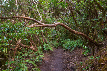 Laurisilva forest trail in Anaga