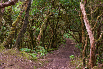 Laurisilva forest trail in Anaga