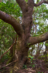 Ancient laurisilva tree in Anaga fores