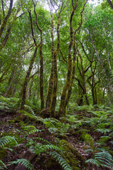 Fototapeta premium Gnarled moss-covered laurisilva trees