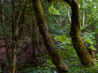 Gnarled moss-covered laurisilva trees