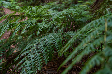 Ferns in Anaga laurisilva forest
