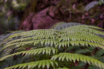 Ferns in Anaga laurisilva forest
