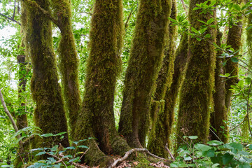 Moss-covered laurisilva tree trunks in Anaga