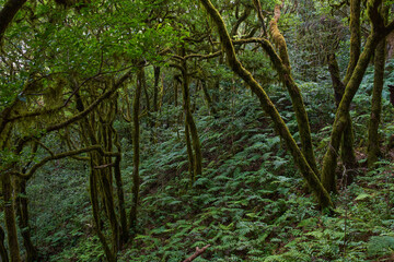 Gnarled moss-covered laurisilva trees
