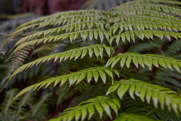 Ferns in Anaga laurisilva forest